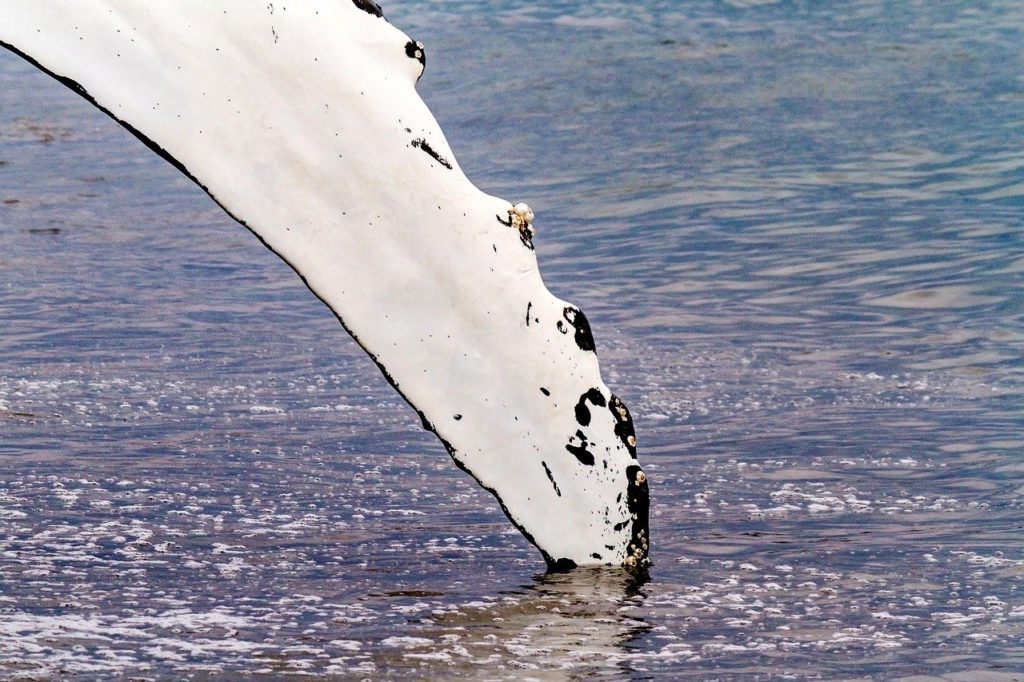 humpback whale wind turbine blade