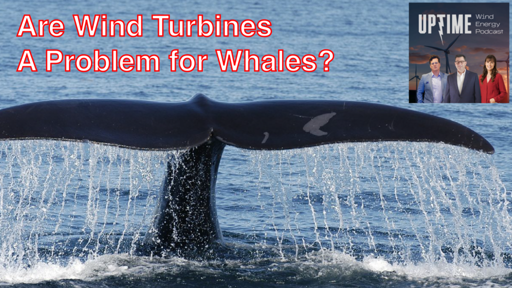 Bonus Episode - Are Wind Turbines a Problem for Whales?