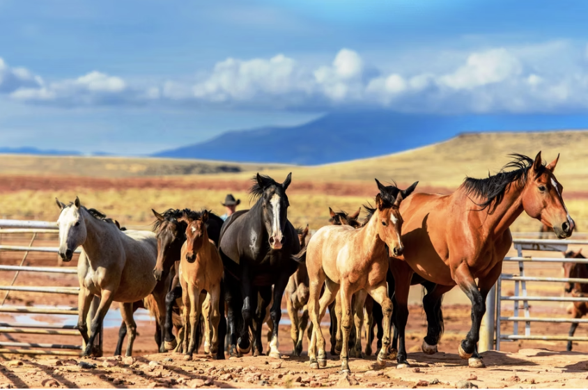 Wind Farm Profile: Babbitt Ranches Colts at Babbitt Ranches in Arizona